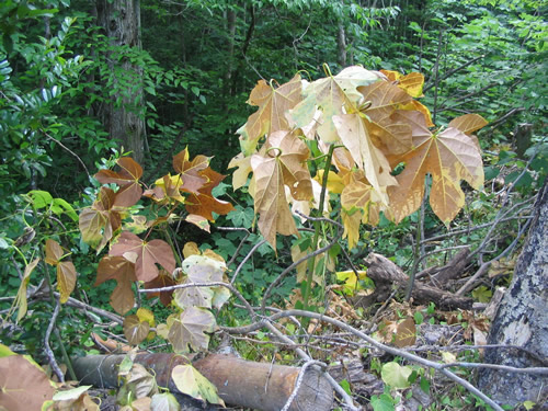 parasol sapling a few days after foliar spraying