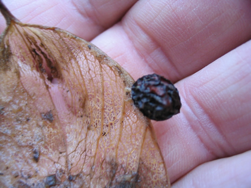 size of seed around leaf perimeter