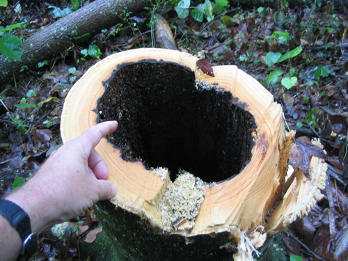 hollow stump demonstrates danger of parasols